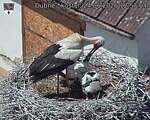 Capi_Dubne_20260624_125704.jpg