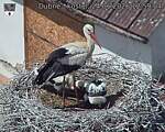 Capi_Dubne_20260624_125904.jpg