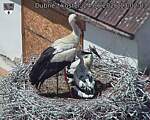 Capi_Dubne_20260624_130203.jpg