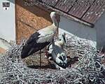 Capi_Dubne_20260624_130305.jpg