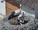 Capi_Dubne_20260624_130403.jpg