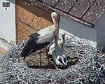 Capi_Dubne_20260624_130605.jpg