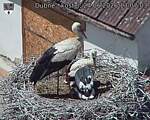 Capi_Dubne_20260624_130703.jpg