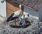 Capi_Dubne_20260624_131004.jpg