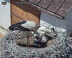 Capi_Dubne_20260624_131104.jpg