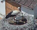 Capi_Dubne_20260624_131204.jpg