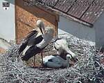 Capi_Dubne_20260624_131504.jpg
