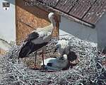 Capi_Dubne_20260624_131605.jpg