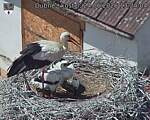 Capi_Dubne_20260624_132404.jpg