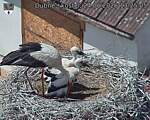 Capi_Dubne_20260624_132505.jpg