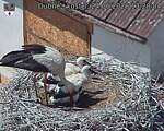 Capi_Dubne_20260624_132804.jpg