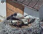 Capi_Dubne_20260624_133104.jpg