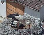Capi_Dubne_20260624_133204.jpg