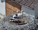 Capi_Dubne_20260624_133604.jpg