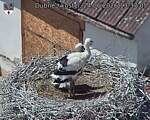 Capi_Dubne_20260624_133705.jpg