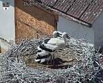 Capi_Dubne_20260624_133905.jpg