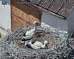 Capi_Dubne_20260624_134004.jpg