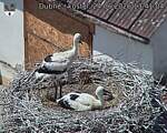 Capi_Dubne_20260624_134104.jpg