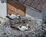 Capi_Dubne_20260624_134205.jpg