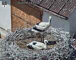 Capi_Dubne_20260624_134304.jpg
