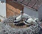 Capi_Dubne_20260624_134604.jpg