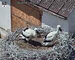 Capi_Dubne_20260624_134711.jpg