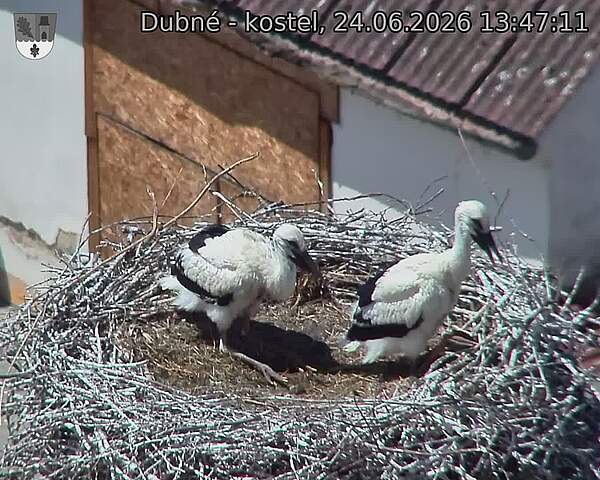 Capi_Dubne_20260624_134711.jpg (1350&nbsp;x&nbsp;1080)