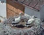 Capi_Dubne_20260624_134803.jpg