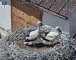 Capi_Dubne_20260624_134904.jpg