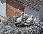 Capi_Dubne_20260624_135003.jpg