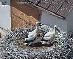 Capi_Dubne_20260624_135103.jpg