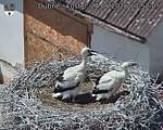 Capi_Dubne_20260624_135205.jpg