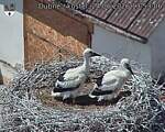 Capi_Dubne_20260624_135306.jpg