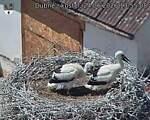 Capi_Dubne_20260624_135508.jpg