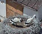 Capi_Dubne_20260624_135603.jpg