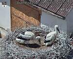 Capi_Dubne_20260624_135704.jpg