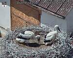 Capi_Dubne_20260624_135806.jpg