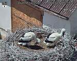 Capi_Dubne_20260624_135903.jpg