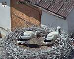Capi_Dubne_20260624_140005.jpg