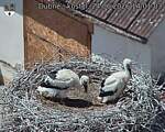 Capi_Dubne_20260624_140103.jpg