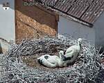 Capi_Dubne_20260624_140206.jpg