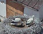 Capi_Dubne_20260624_140303.jpg