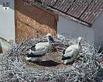 Capi_Dubne_20260624_140404.jpg