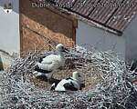 Capi_Dubne_20260624_140505.jpg