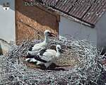 Capi_Dubne_20260624_140604.jpg