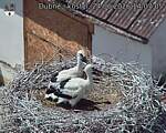 Capi_Dubne_20260624_140705.jpg