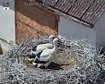 Capi_Dubne_20260624_140805.jpg