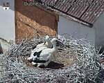 Capi_Dubne_20260624_140905.jpg