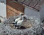 Capi_Dubne_20260624_141005.jpg