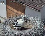 Capi_Dubne_20260624_141105.jpg